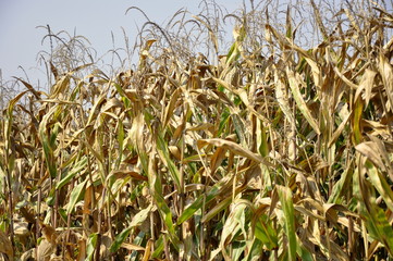 Mais im Herbst