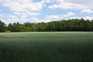 Feld vor dem Wald