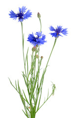 Beautiful blue cornflower