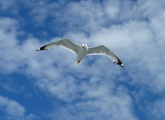 Seagull flying