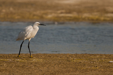 Aigrette garzette (Egretta garzetta - Little Egret)