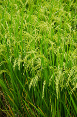 Spike in thai farm rice