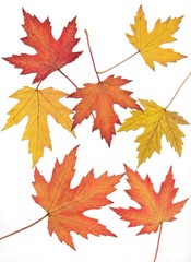 autumn leaves of maple