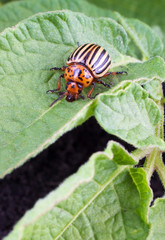Colorado potato beetle