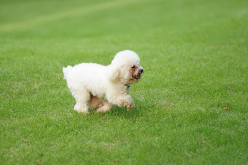 White poodle dog running on the lawn