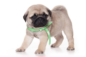 Pug puppy on white background