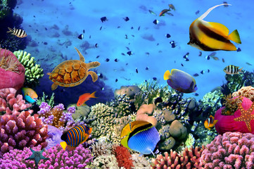 Obrazy na Szkle  Zdjęcie kolonii koralowców na rafie, Egipt