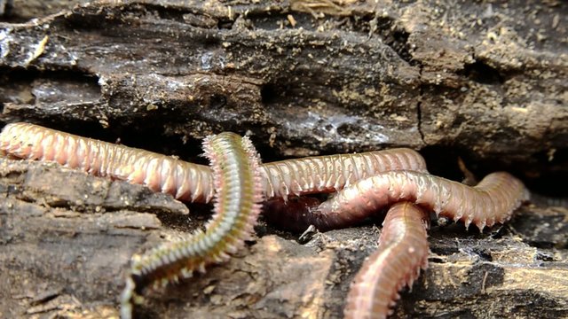 Мостовых червяков. Красный калифорнийский червь. Лиманский червь нереис. Морской червь eunice aphroditois. Мостовых червяков.