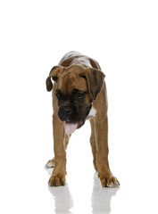 puppy Boxer in  white background