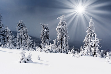 winter landscape