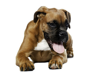 Obraz premium puppy Boxer in white background