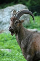 Capra ibex
