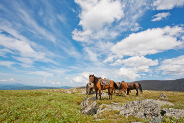 harnessed horses against mountains
