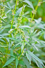 Field of hemp