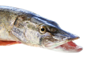 jaws of a pike