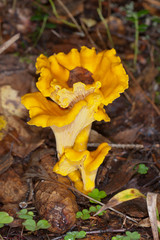 Yellow chanterelles