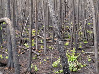 Recent burn of boreal forest