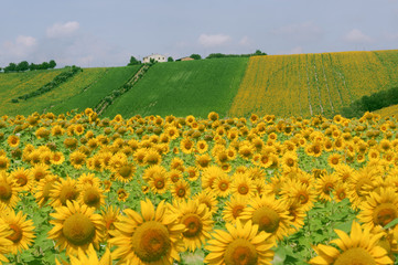 Marches (Italy) - Landscape at summer with sunflowers, farm