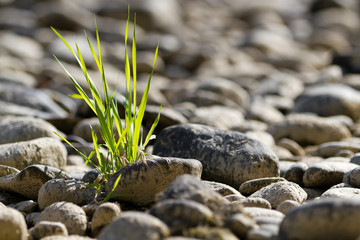 single tuft of grass in stone desert