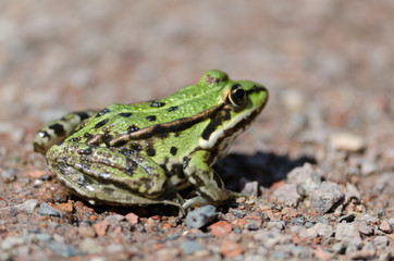Frosch