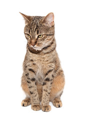 Tabby cat sits on white background