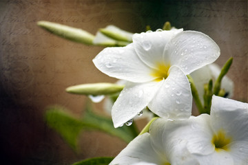 white flower