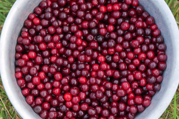 Cherry berries