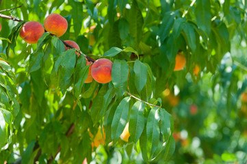 Branch with peaches