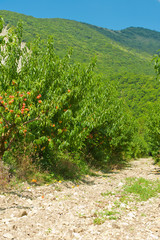Fototapeta na wymiar Peach garden in foothills