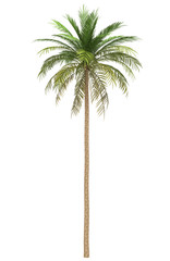 palmier dattier isolé sur fond blanc