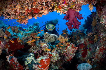Naklejka premium Woman scuba diver exploring soft corals.