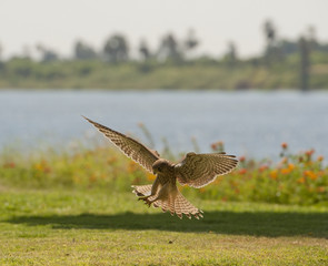 Common kestrel hunting