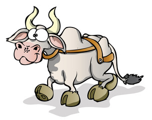 Indian cow