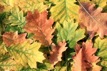 Oak leaves