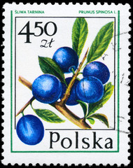 POLAND - CIRCA 1977 Sloe