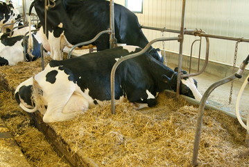 cows