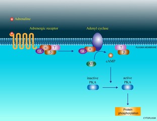 Adrenaline molecular pathway