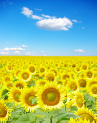 sunflower field
