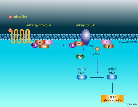 Adrenaline Molecular Pathway