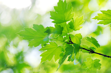 Fototapeta na wymiar spring green leaves
