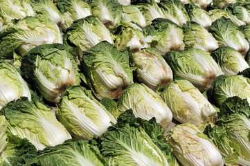 Fototapeta na wymiar chinese cabbage vegetable