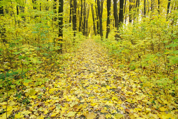 autumn forest