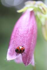 Ladybug