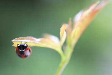 Ladybug