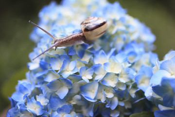 Snail
