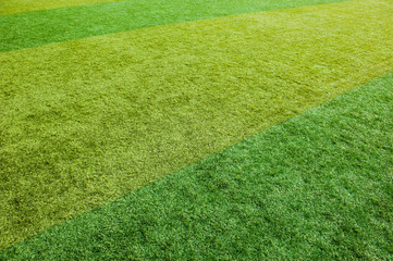 Fototapeta premium green grass texture