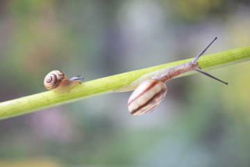 Snail