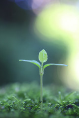 Sprout in the forest.