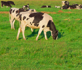 Grazing Grazing View