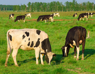 On a meadow Animals Village